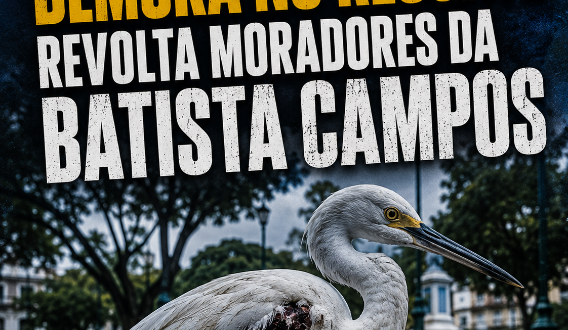 Garças morrem, moradores denunciam demora em resgate e situação na Batista Campos acende alerta ambiental em Belém