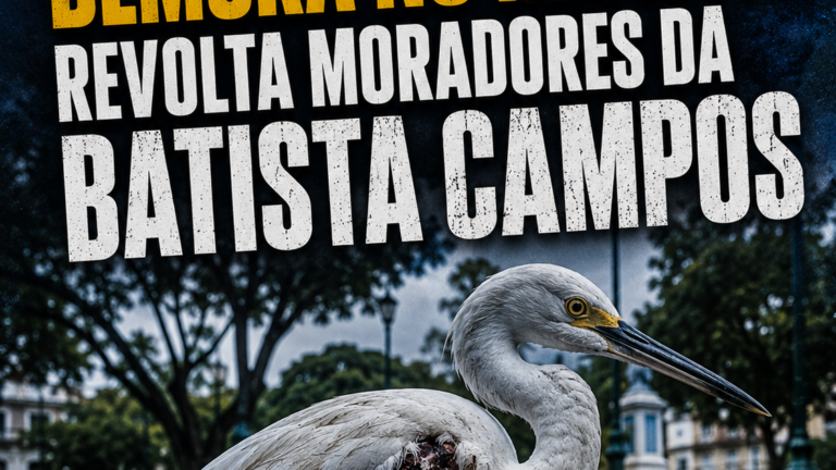 Garças morrem, moradores denunciam demora em resgate e situação na Batista Campos acende alerta ambiental em Belém